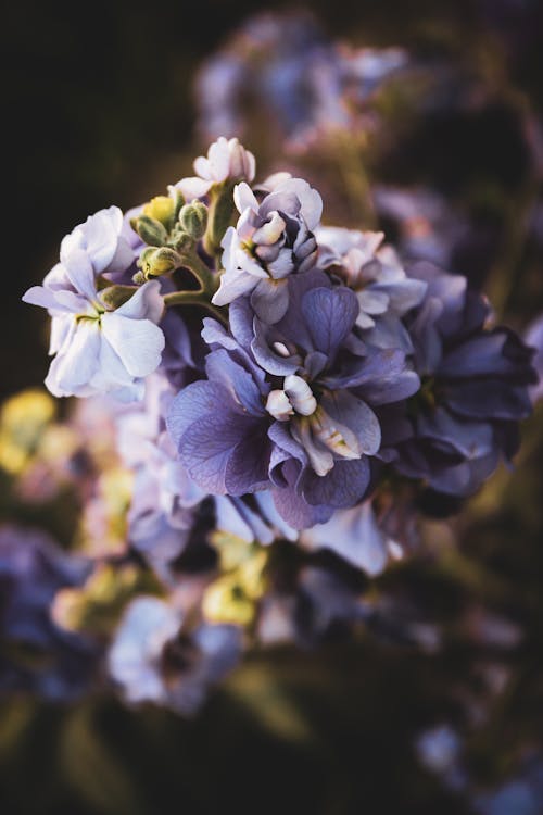 Purple flowers 💜