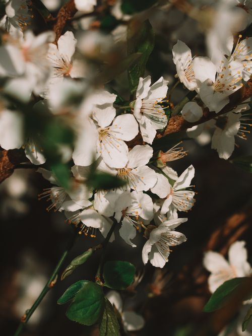 Free Beautiful cherry blossoms in full bloom captured against a soft-focus background. Stock Photo
