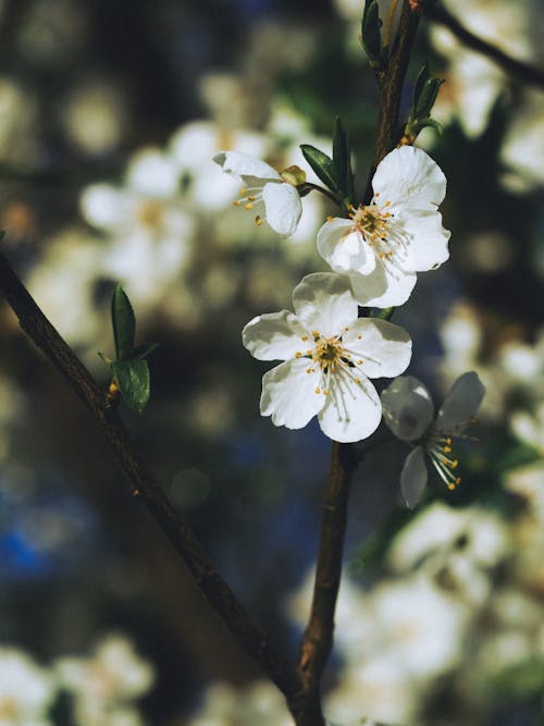 가지, 바탕화면, 봄의 무료 스톡 사진