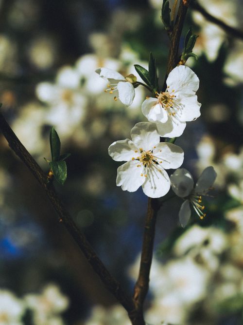 White blossom opening on a dark branch — photo by Marina Endzhirgli on Pexels