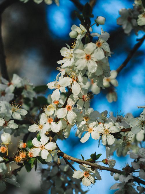Free Beautiful spring apple blossoms with white flowers and green leaves in Berlin, Germany. Stock Photo