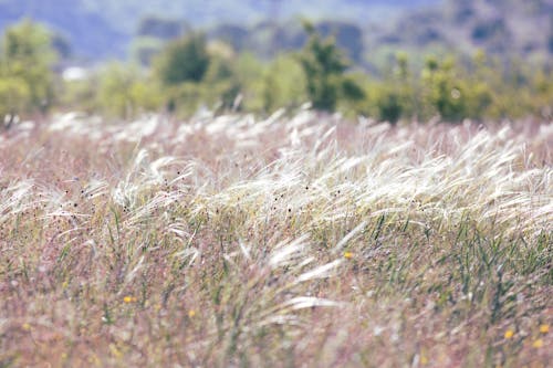 フィールド, 夏, 牧草地の無料の写真素材