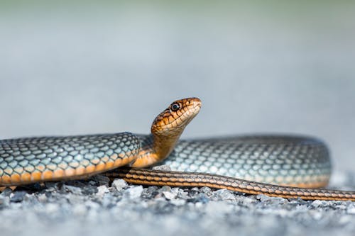 Foto profissional grátis de cobra, fechar-se, fotografia animal