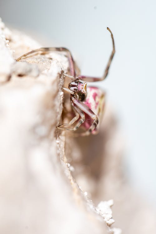 Kostnadsfri bild av biologiska mångfalden, djurfotografi, krabba spindel