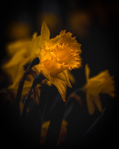 Free stock photo of daffodil, dark, flower