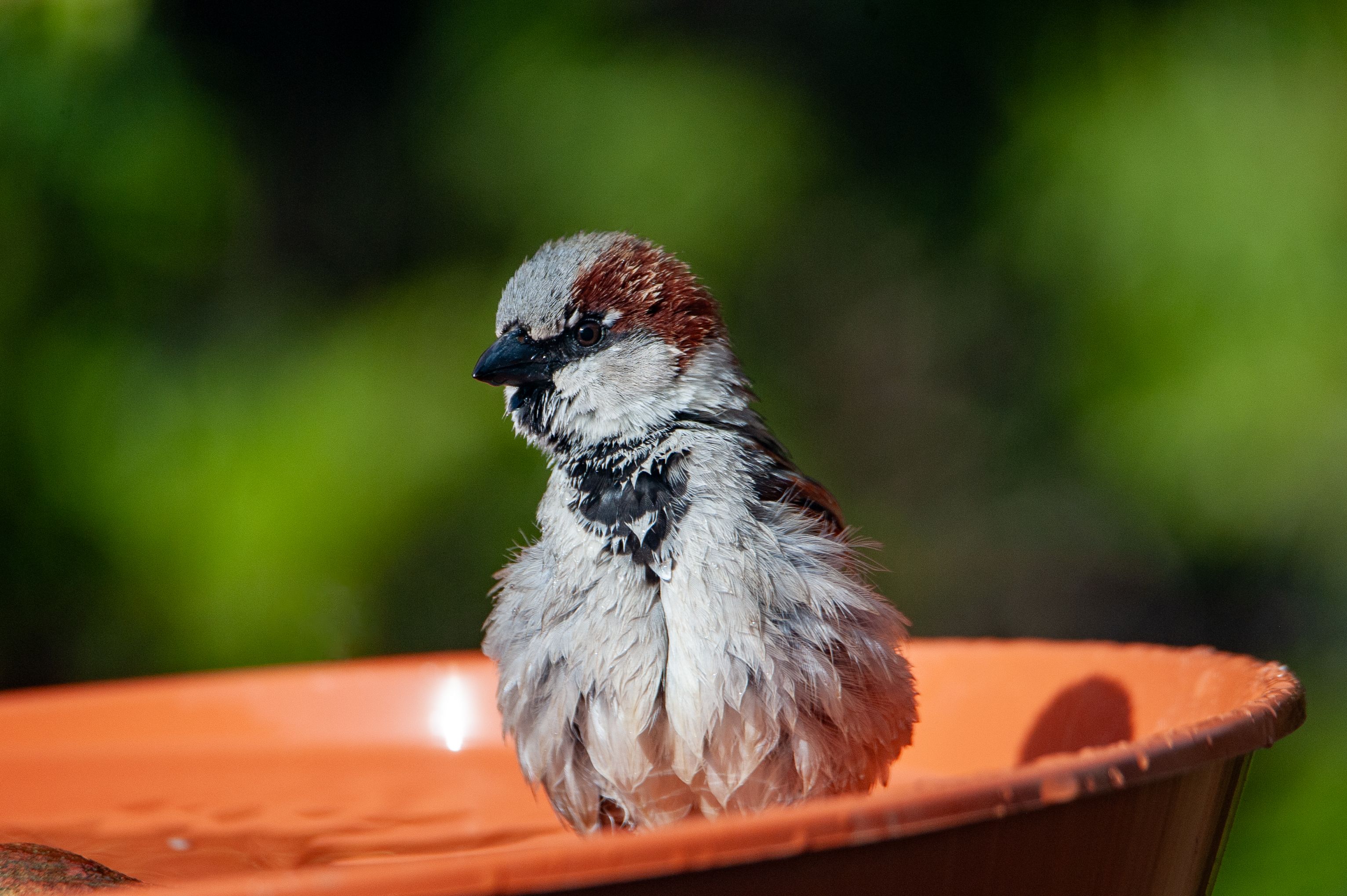 House sparrow enjoying a refreshing bath in an outdoor terracotta bowl.