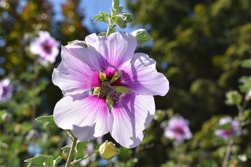 bahar, Bahçe, çiçeklenmek içeren Ücretsiz stok fotoğraf