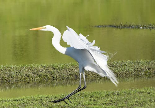 Ingyenes stockfotó állatfotók, ardea alba modesta, fényképek a vadvilágról témában