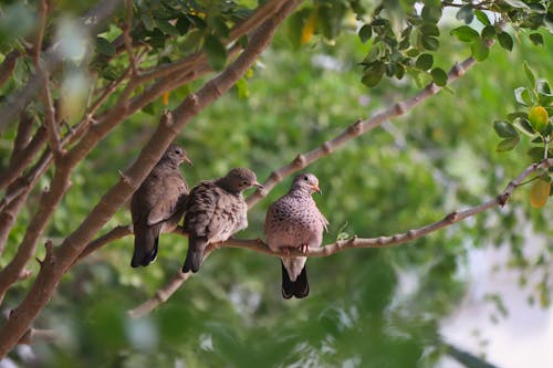 Three Pigeons Perching on Branch