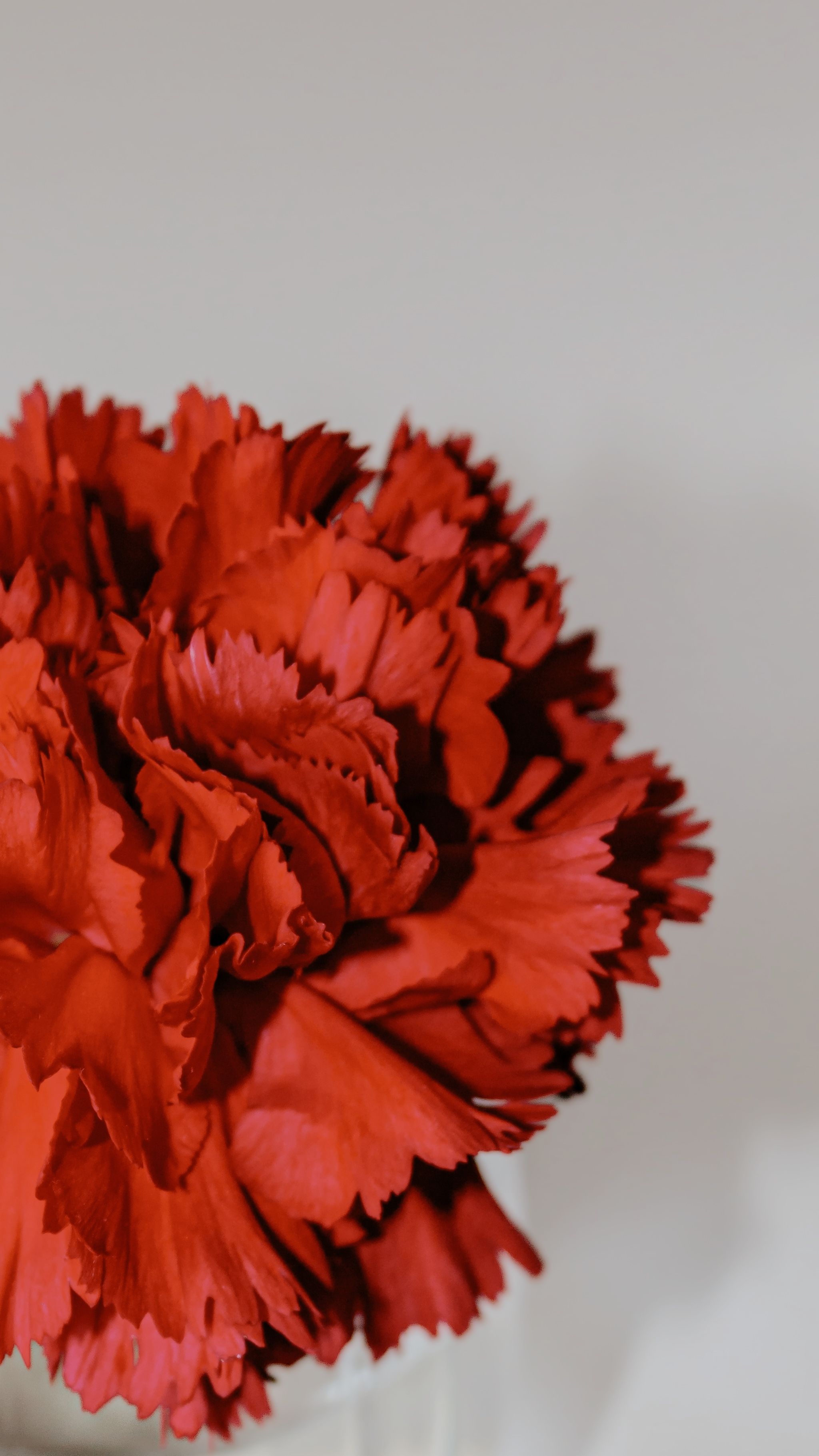 Petals of Red Carnation · Free Stock Photo