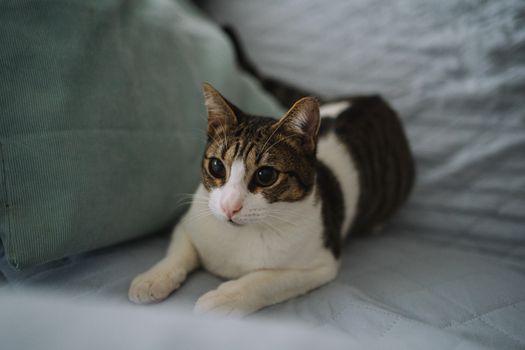 cat photo