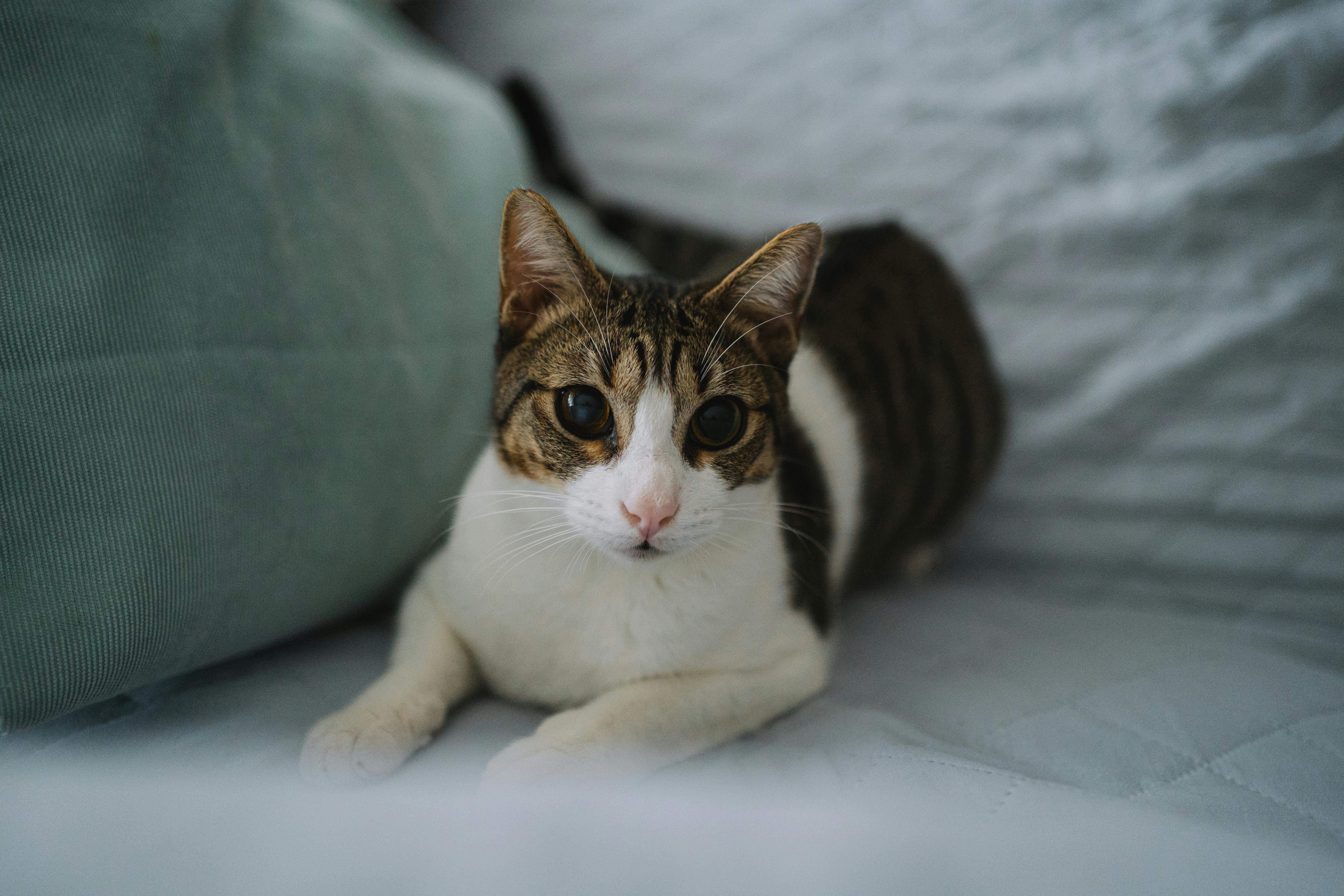 Free A cat laying on a bed with a pillow Stock Photo
