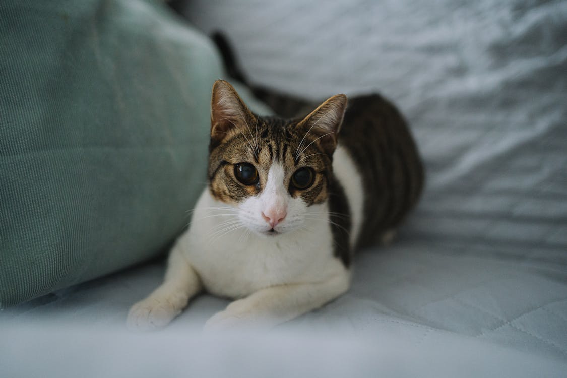 Affordable online vet advice for cat urinary tract infections 2 Free A cat laying on a bed with a pillow Stock Photo