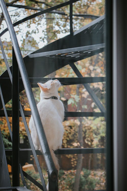 adımlar, aramak, Beyaz kedi içeren Ücretsiz stok fotoğraf