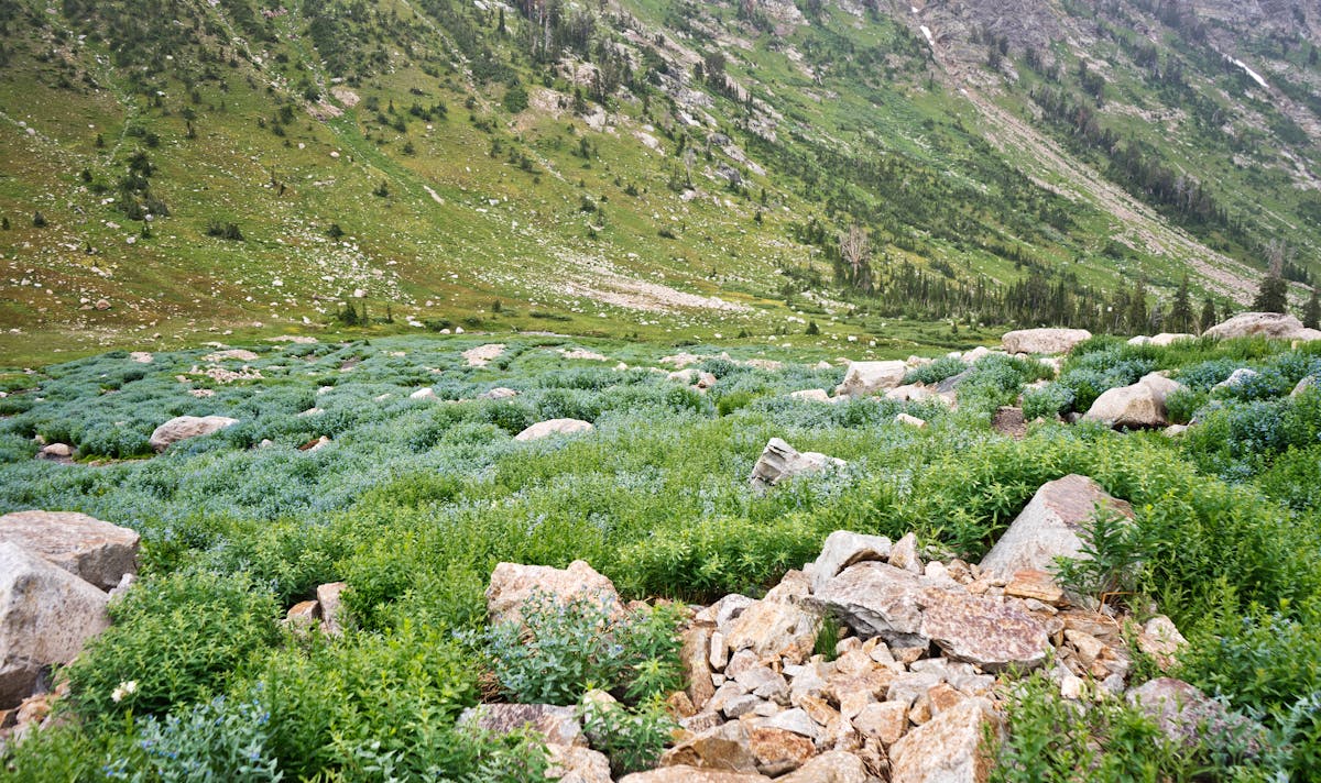 Jesse Jackson's Unforeseen Tech Legacy: How Diversity Became Silicon Valley's Unseen Asset