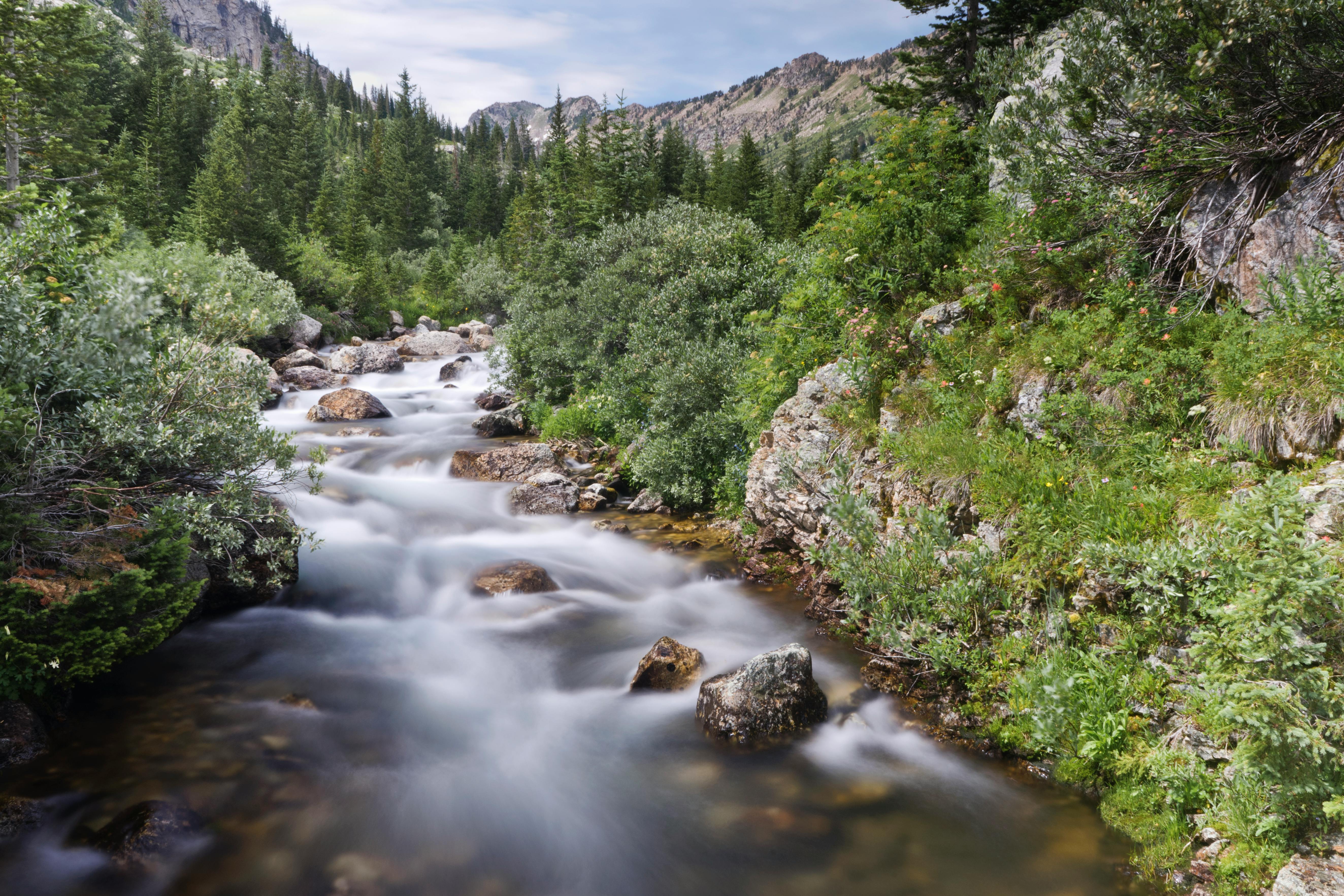 Free A serene stream flowing through lush greenery in Grand Teton National Park, Wyoming. Stock Photo