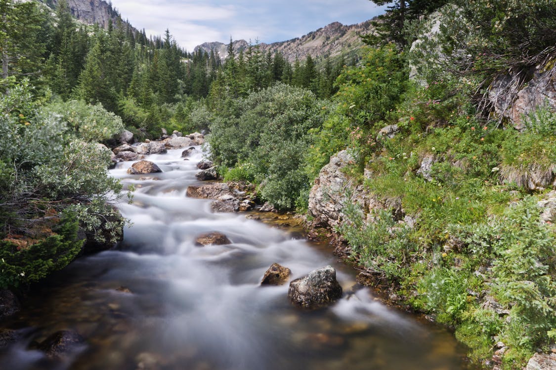 Free A serene stream flowing through lush greenery in Grand Teton National Park, Wyoming. Stock Photo