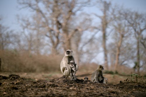 Langur