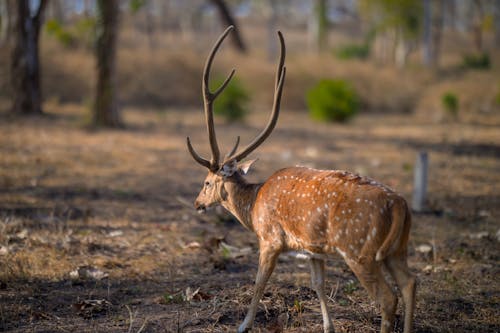 A deer with large horns standing in a field