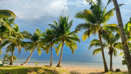 Free A calm tropical beach with palm trees by the ocean under a bright sky. Stock Photo