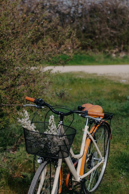 Free A vintage bicycle with white flowers in its basket, parked on a grassy path surrounded by nature. Stock Photo