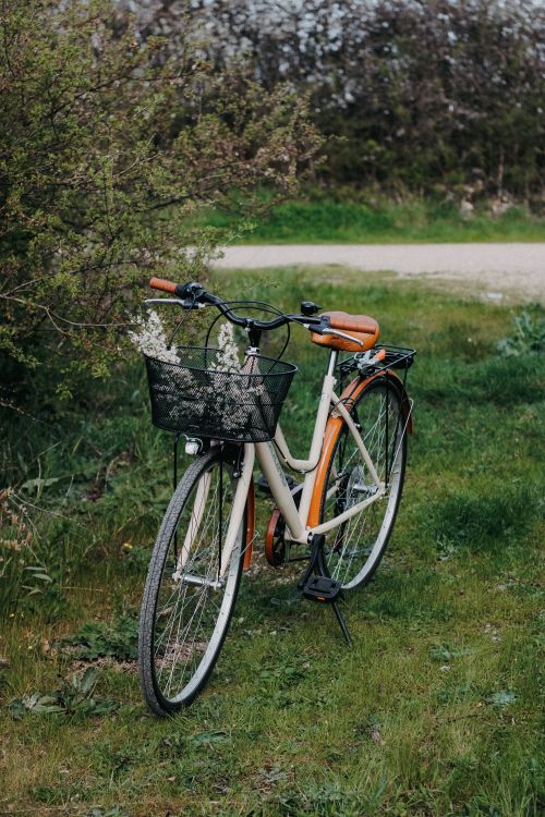 Free Charming bicycle with flowers in basket on a lush spring meadow road. Stock Photo