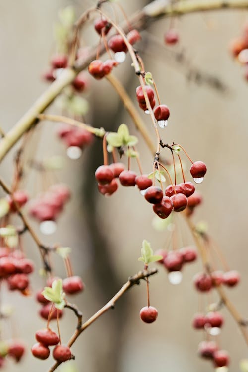 A close up of some red berries on a tree