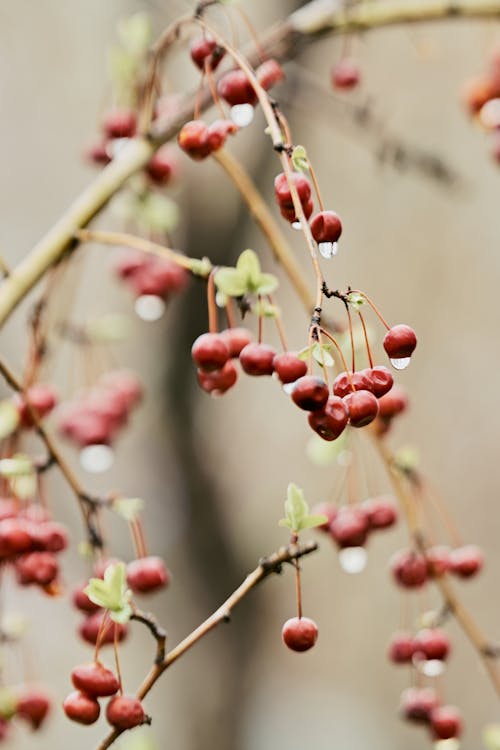 Kostenloses Stock Foto zu äste, beeren, frisch