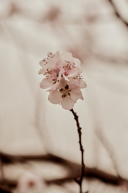 A close up of a small flower on a branch