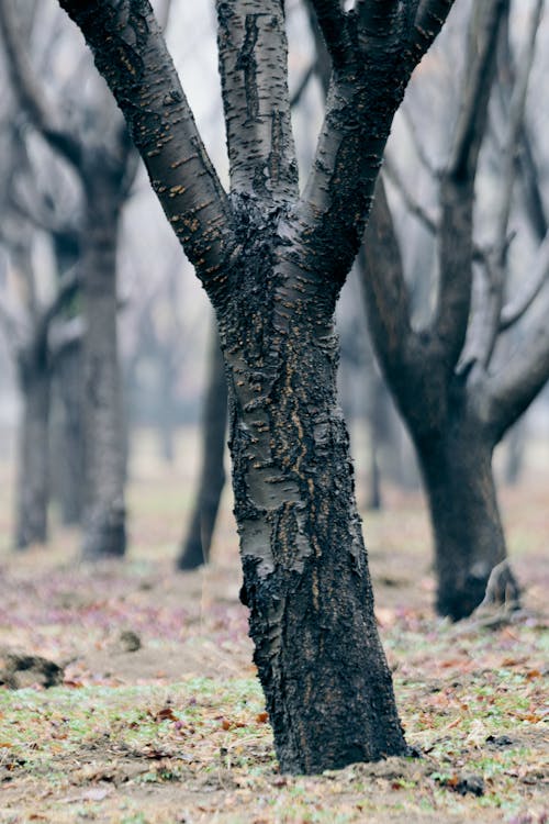 A tree with bark that is burned and has fallen
