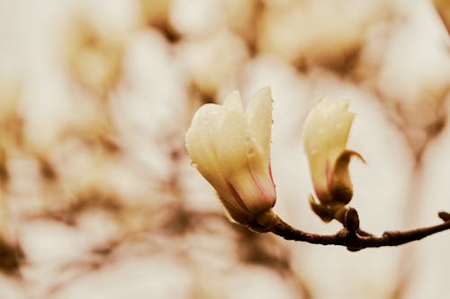 セレクティブフォーカス, 春, 自然の無料の写真素材