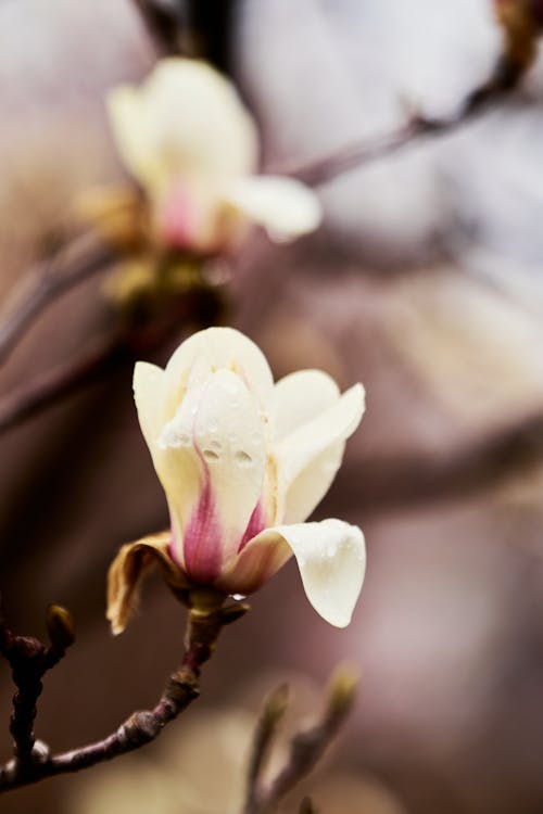 A close up of a flower on a tree branch