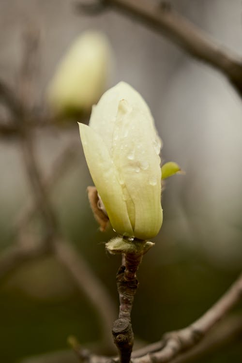 Close-up of a Yellow Magnolia Flower 