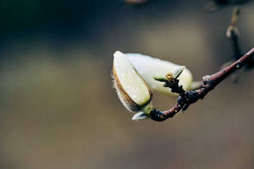 A close up of a tree branch with a flower bud