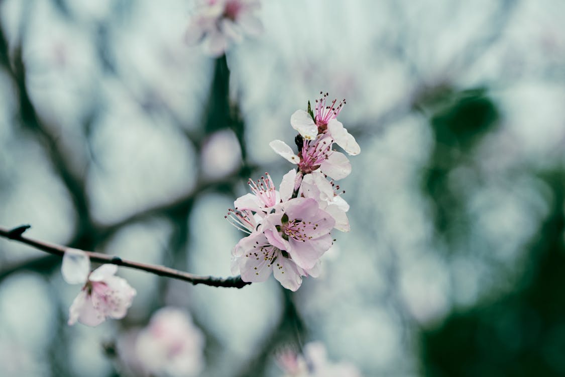 ピンクの花, フローラ, 咲くの無料の写真素材