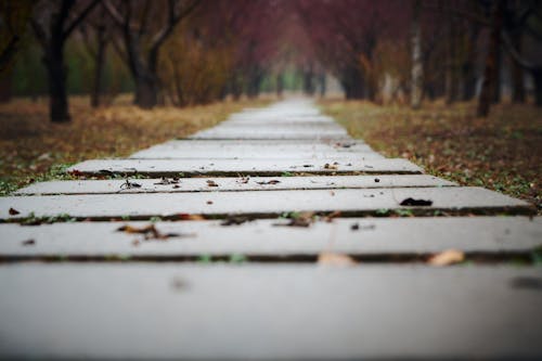 A walkway in a park with trees and leaves