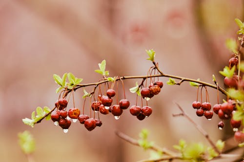 A branch with red berries and water drops on it