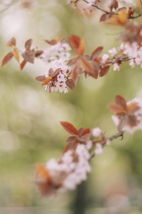 A close up of a tree with pink blossoms