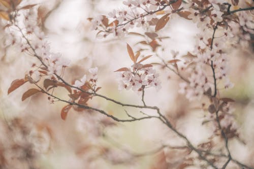 Fotos de stock gratuitas de al aire libre, árbol, caer