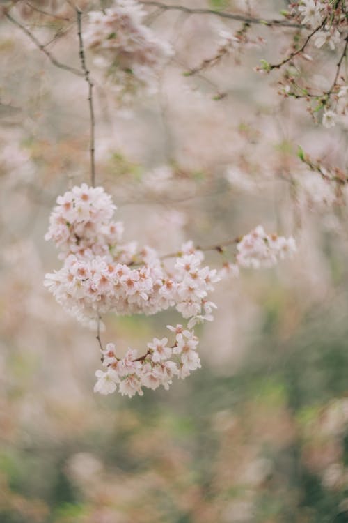 คลังภาพถ่ายฟรี ของ ความงาม, ดอกซากุระ, ดอกไม้