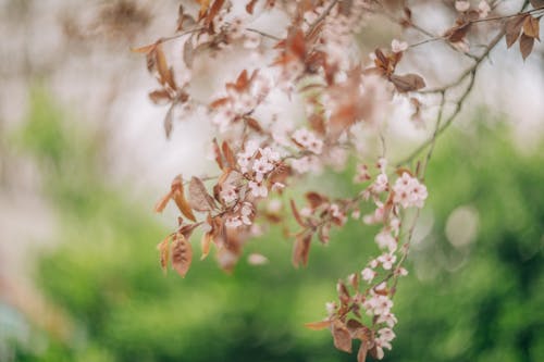 Základová fotografie zdarma na téma hubený, jaro, květy