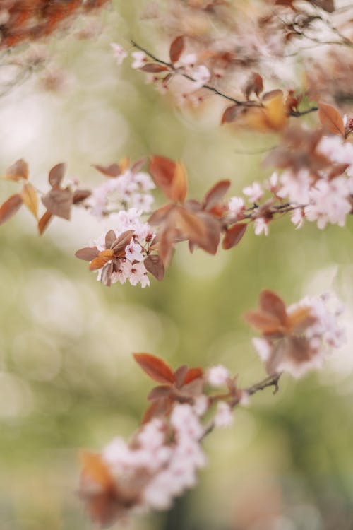 가지, 나뭇잎, 봄의 무료 스톡 사진