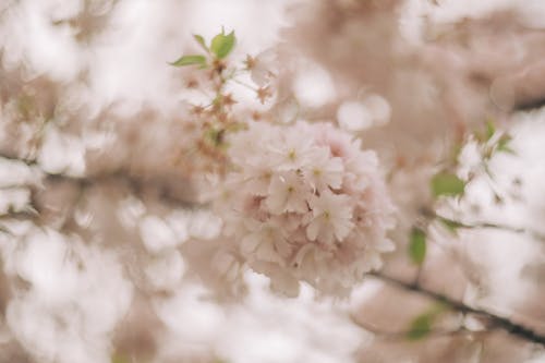 bahar, beyaz, doğa içeren Ücretsiz stok fotoğraf