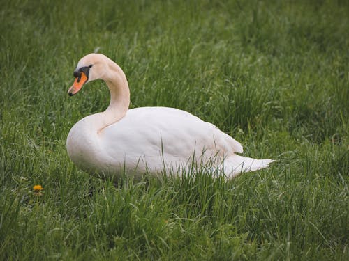 A swan sitting in the grass in a field