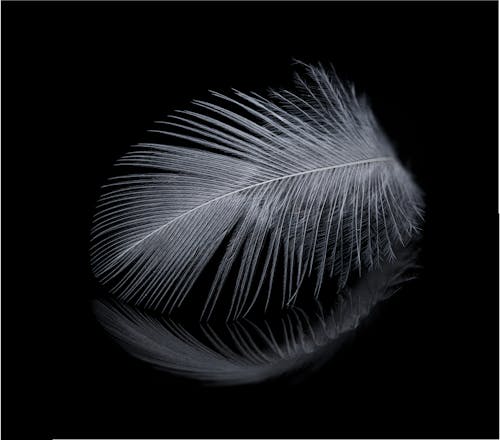 A feather on a black background with a reflection