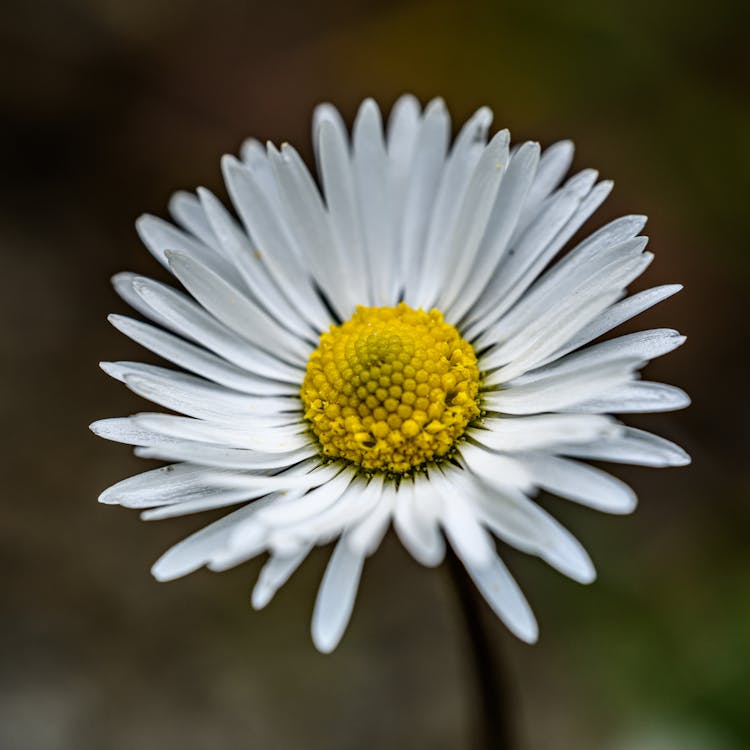 Close-up of a White Daisy