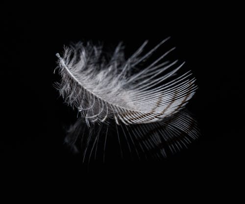 A feather on a black background with a reflection