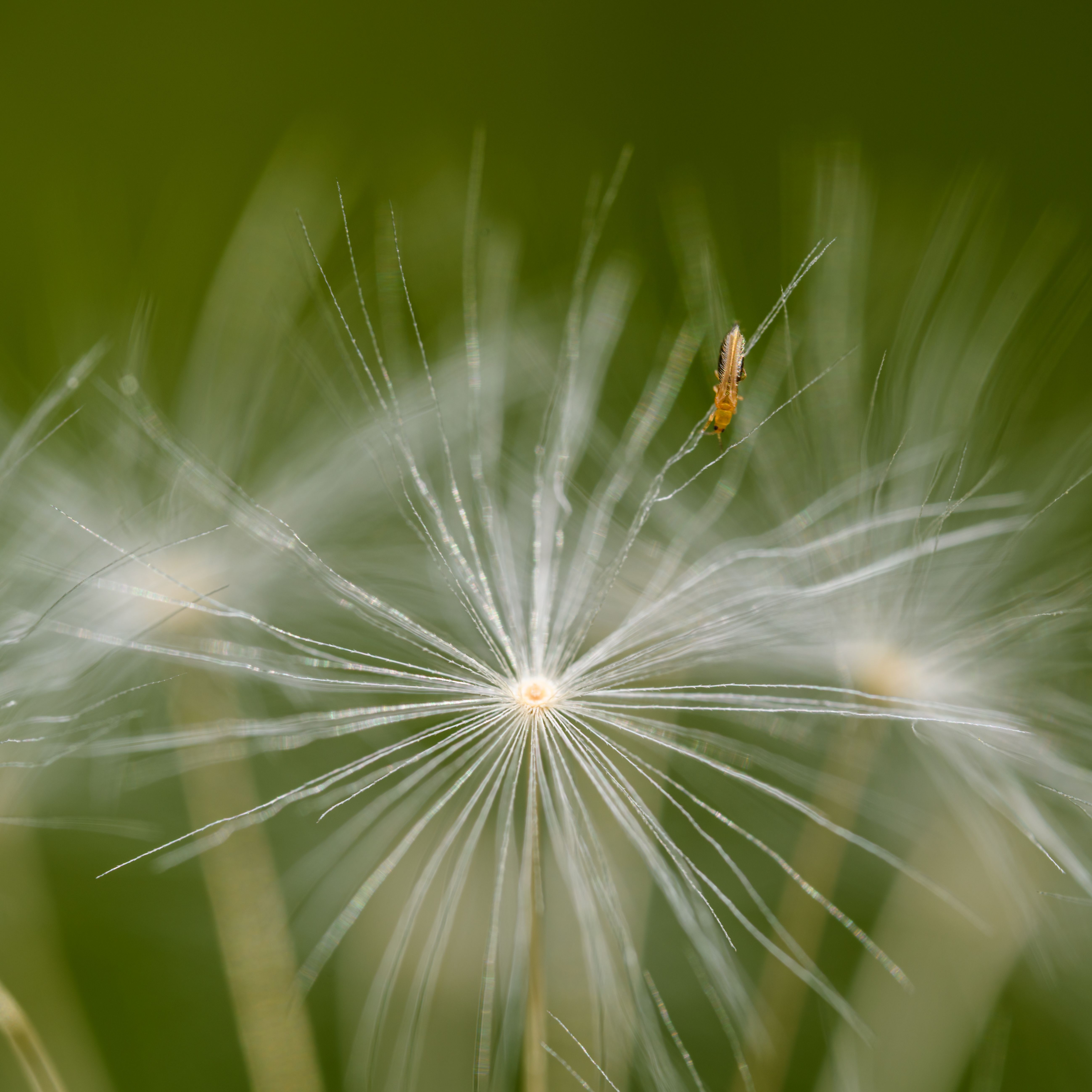 Close-up of a Tiny Insect Sitting on a Dandelion