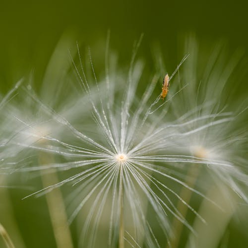 A close up of a dandelion with a bee on it