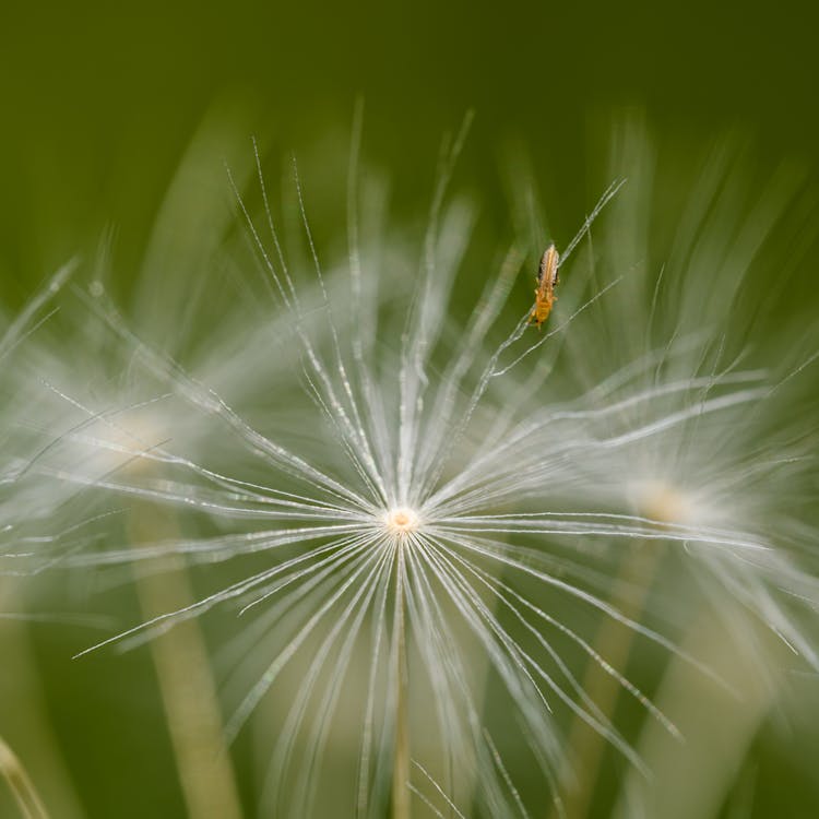 A close up of a dandelion with a bee on it